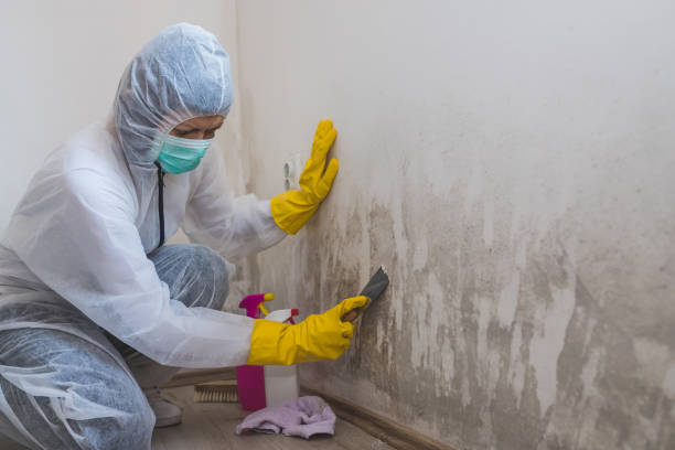 Asbestos and Lead Testing During Mold Inspection in Zolfo Springs, FL