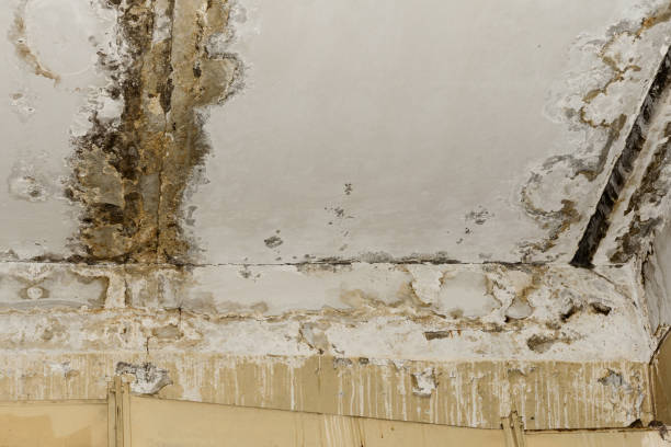 Best Black Mold Removal  in Zolfo Springs, FL