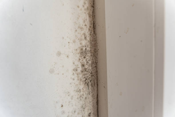  Zolfo Springs, FL Mold Removal Pros