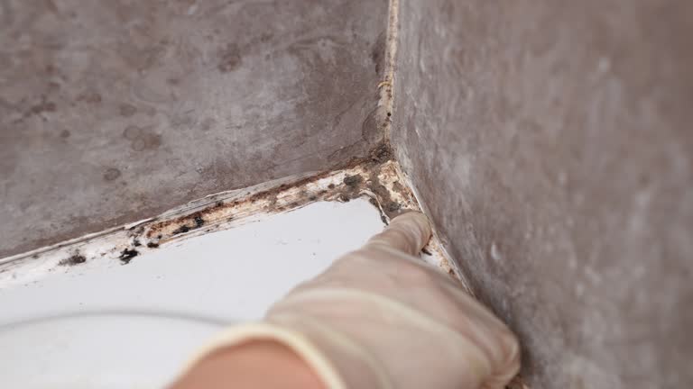 Professional Mold Removal in Zolfo Springs, FL